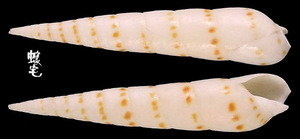 花貓筍螺 Terebra felina 2