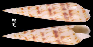 火炬筍螺 Terebra chlorata 2