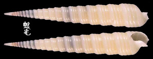 煙囪筍螺 Terebra funiculata 1