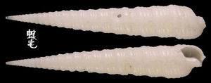 煙囪筍螺 Terebra funiculata 2