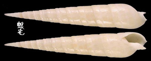 細溝筍螺 Terebra cingulifera 1