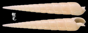 細溝筍螺 Terebra cingulifera 2