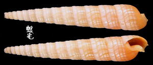 巴比倫筍螺 Terebra babylonia 1