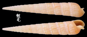 巴比倫筍螺 Terebra babylonia 2