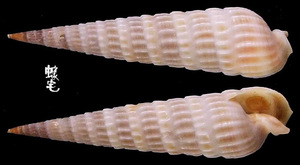 美國筍螺 Terebra dislocata 1