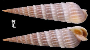 美國筍螺 Terebra dislocata 2