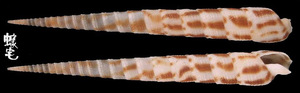 塊斑筍螺 Terebra commaculata