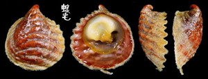 海扇偏蓋螺 Capulus dilatatus 1