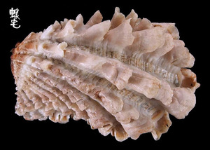 粗肋算盤蛤 Cardita crassicosta 1