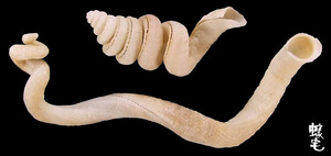蚯蚓螺 Siliquaria cumingii 1