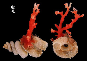 刺蚯蚓螺 Siliquaria anguina 2