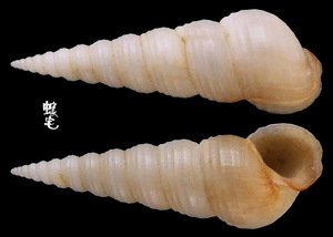 錐螺 Turritella terebra 5