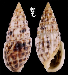 貓耳塔螺 Otopleura auriscati 2