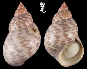 帝雉螺 Phasianella ventricosa 2