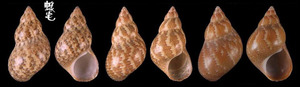 花雉螺 Phasianella variegata 2