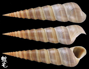 佛塔錐螺 Turritella duplicata 2