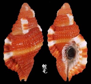 豔紅美法螺 Cymatium rubeculum 2