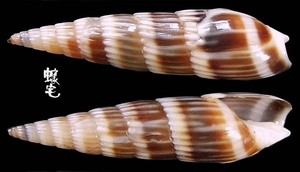 磨筍螺 Hastula albula 1