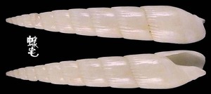 磨筍螺 Hastula albula 2