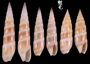 磨筍螺 Hastula albula 3