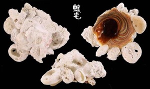 粗糙綴殼螺Xenophora cerea 3