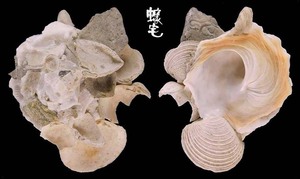 粗糙綴殼螺Xenophora cerea 4