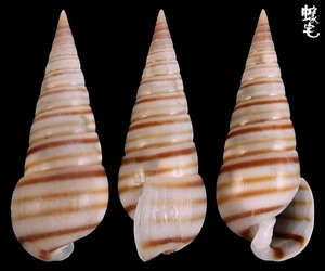 多彩環塔螺 Pyramidella dolabrata terebellum 2