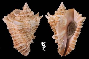 皇冠拳螺 Vasum cassiforme 3