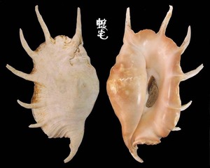 駱駝螺 Lambis truncata sebae 2