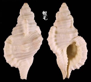 小白法螺 Cymatium mundum 4