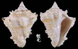 加勒比海拳螺 Vasum muricatum 2