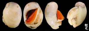 廣口白玉螺 Polinices melanostomoides 2