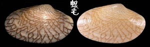 波紋橫簾蛤 Paphia undulata 2