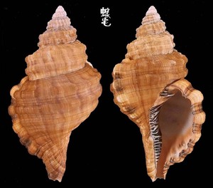 黑齒法螺 Cymatium parthenopeum 4