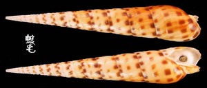 褐斑筍螺 Terebra areolata 2