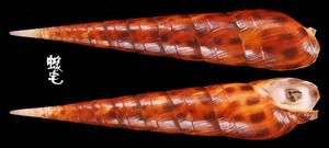 褐斑筍螺 Terebra areolata 3