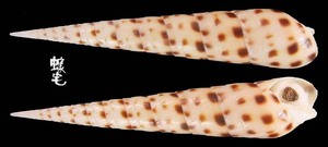 褐斑筍螺 Terebra areolata 4