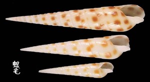 褐斑筍螺 Terebra areolata 5