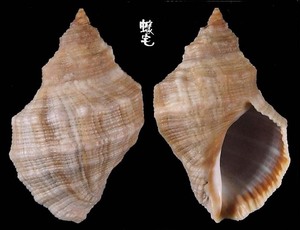 佛羅里達岩螺 Thais haemastoma floridana 2