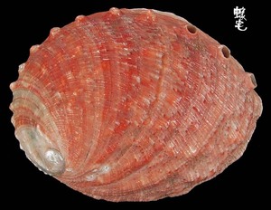 白鮑螺 Haliotis sorenseni 1