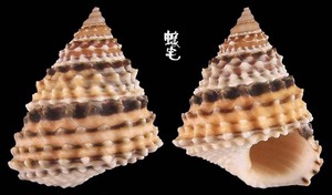金塔玉黍螺 Tectarius coronatus 2