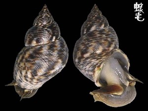 粗紋玉黍螺 Littorina scabra 2