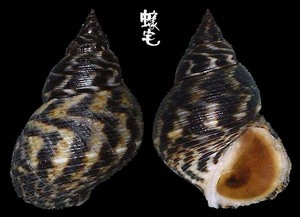 粗紋玉黍螺 Littorina scabra 3