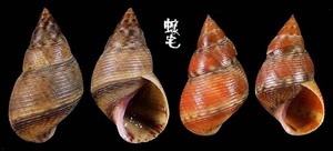 粗紋玉黍螺 Littorina scabra 4