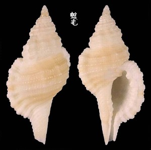 寶石法螺 Cymatium gemmatum 1