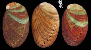 九孔螺 Haliotis diversicolor 7