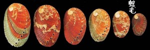 九孔螺 Haliotis diversicolor 8