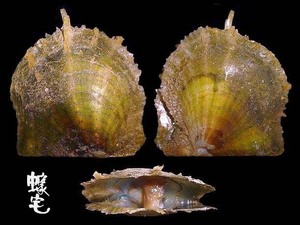 輻射真珠蛤 Pinctada radiata 2