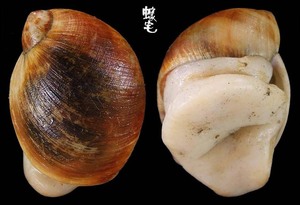 褐帶玉螺 Polinices mammatus 1
