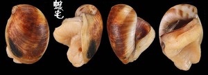 褐帶玉螺 Polinices mammatus 3